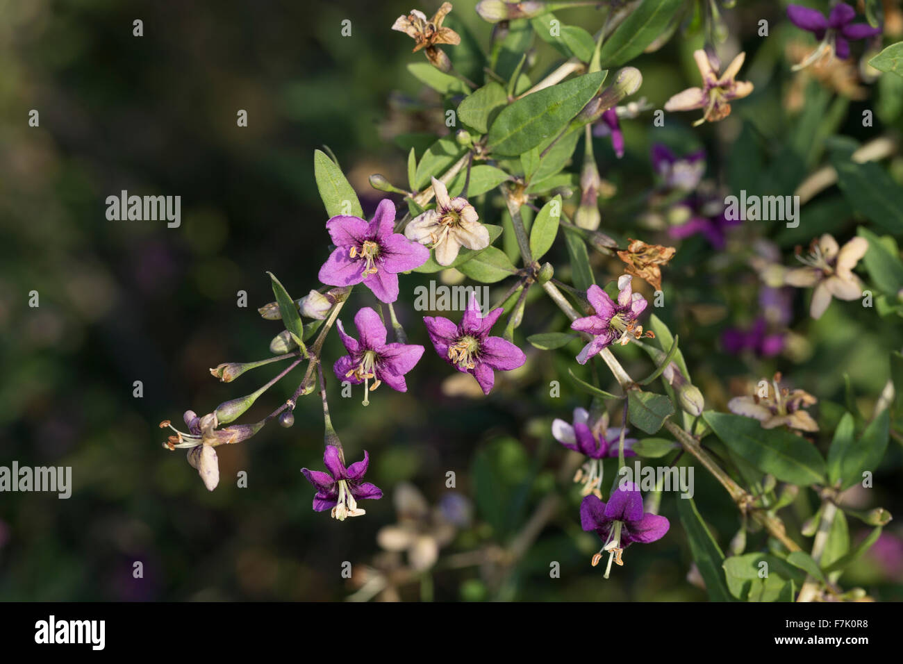 Boxthorn, box thorn, Chinese wolfberry, Himalayan goji, Bocksdorn, Goji-Beere, Gojibeere, Lycium barbarum, Lycium halimifolium Stock Photo
