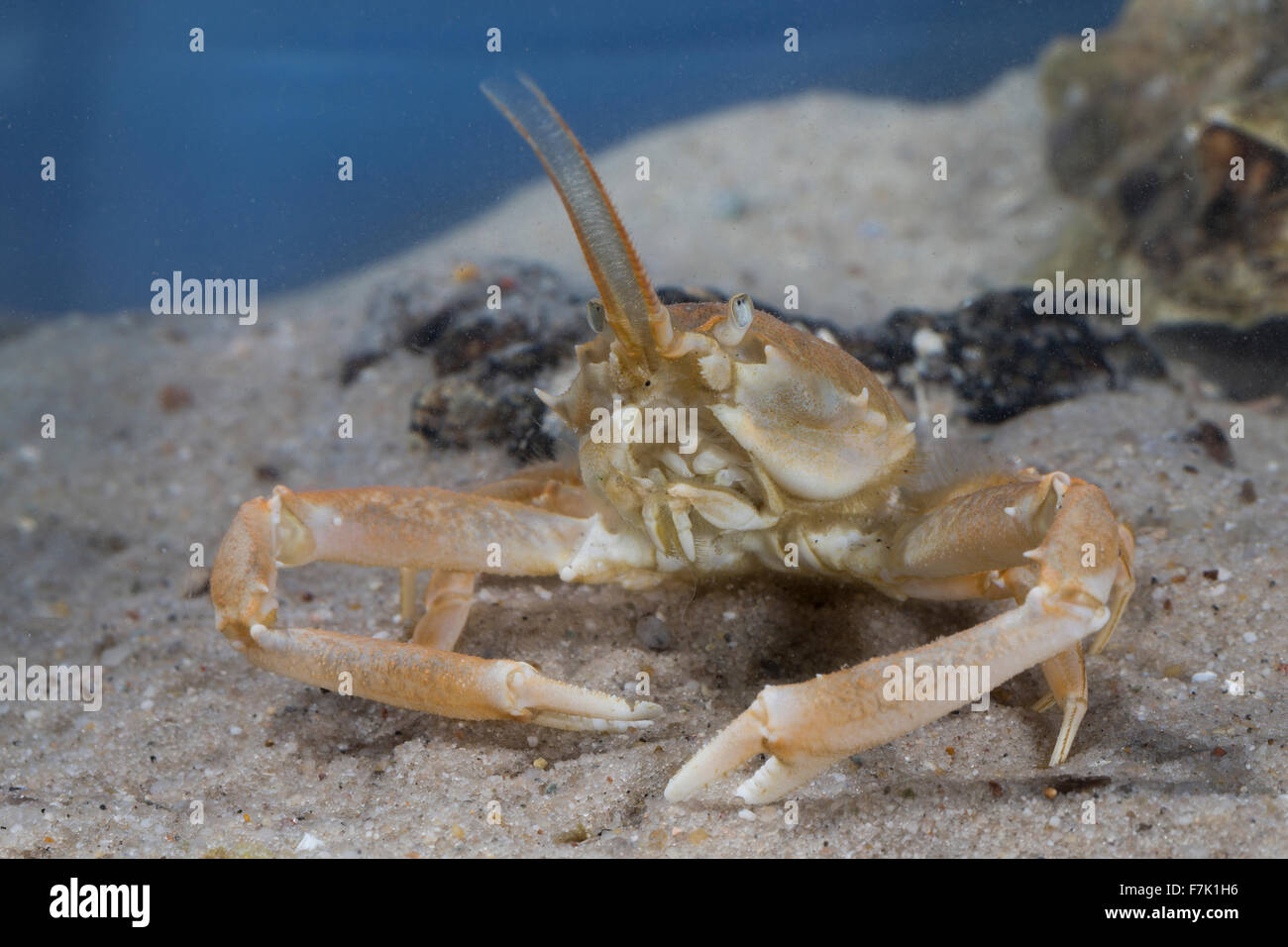 Masked crab, helmet crab, sand crab, male, Antennenkrebs, Männchen, Antennen-Krebs, Corystes cassivelaunus, Corystes dentatus Stock Photo
