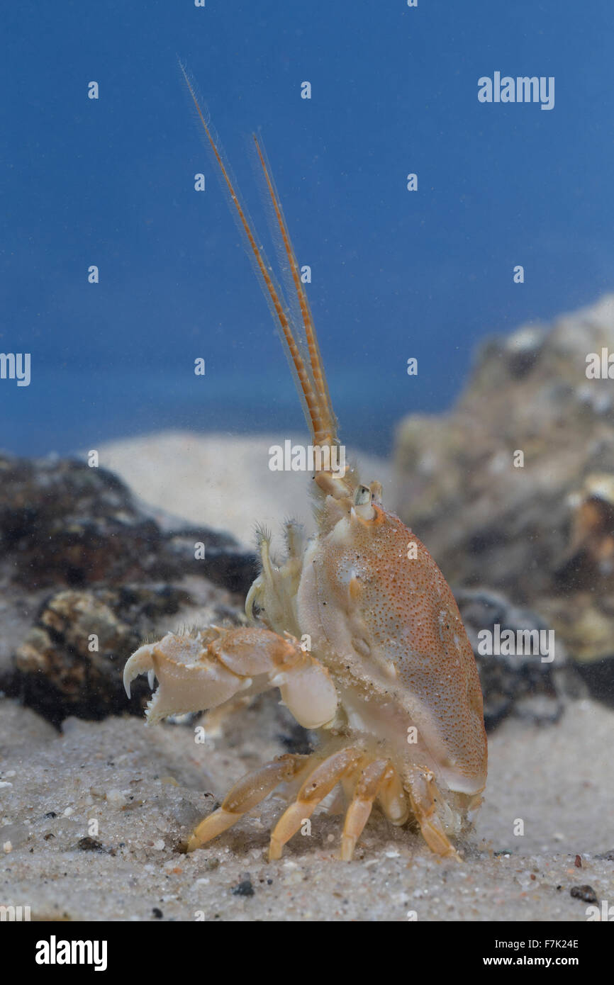 Masked crab, helmet crab, sand crab, female, Antennenkrebs, Weibchen, Antennen-Krebs, Corystes cassivelaunus, Corystes dentatus Stock Photo