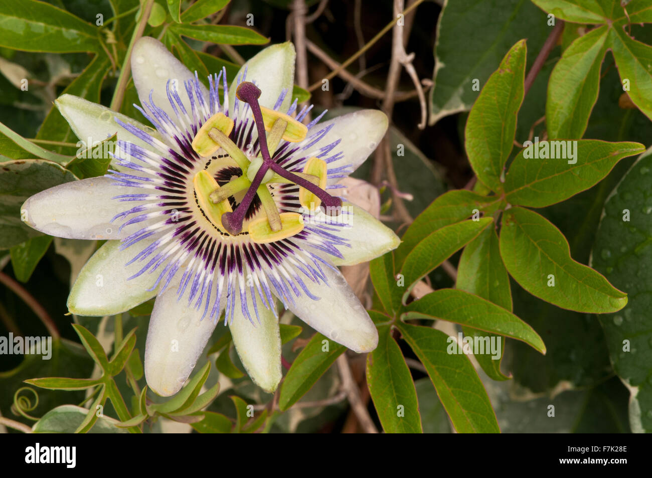 Passiflora caerulea (the Blue Passion Flower) Stock Photo