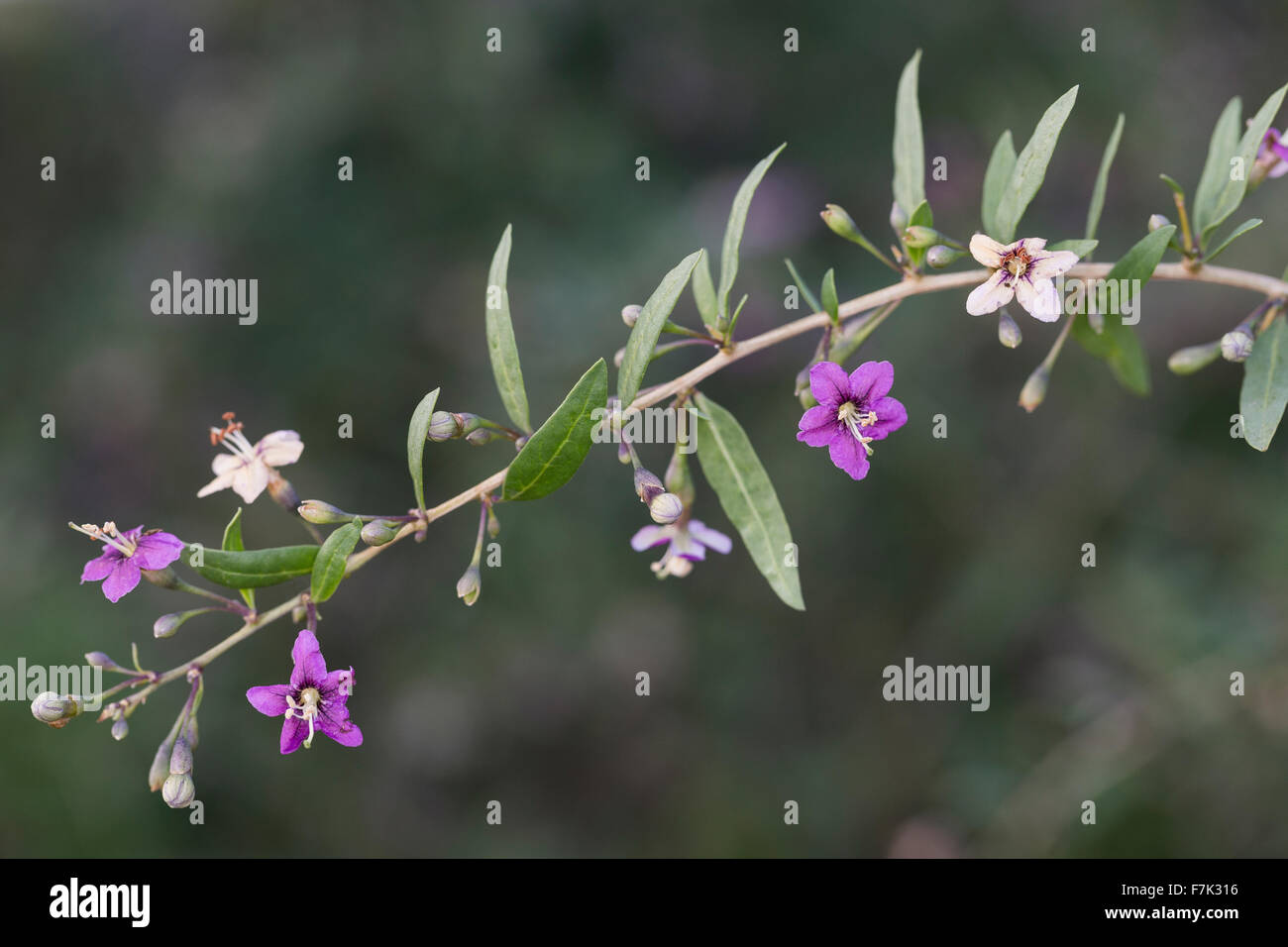 Boxthorn, box thorn, Chinese wolfberry, Himalayan goji, Bocksdorn, Goji-Beere, Gojibeere, Lycium barbarum, Lycium halimifolium Stock Photo