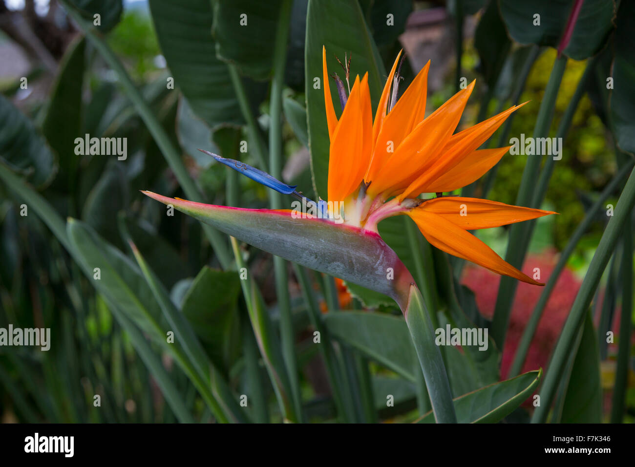 Bird of Paradise, Flower, Hawaii Stock Photo Alamy