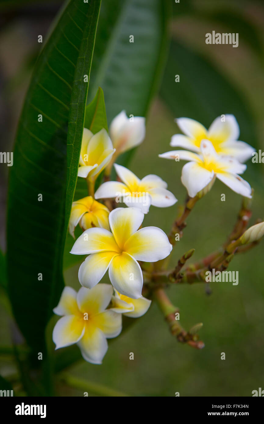 Plumeria, Frangipani, Flower, Hawaii Stock Photo