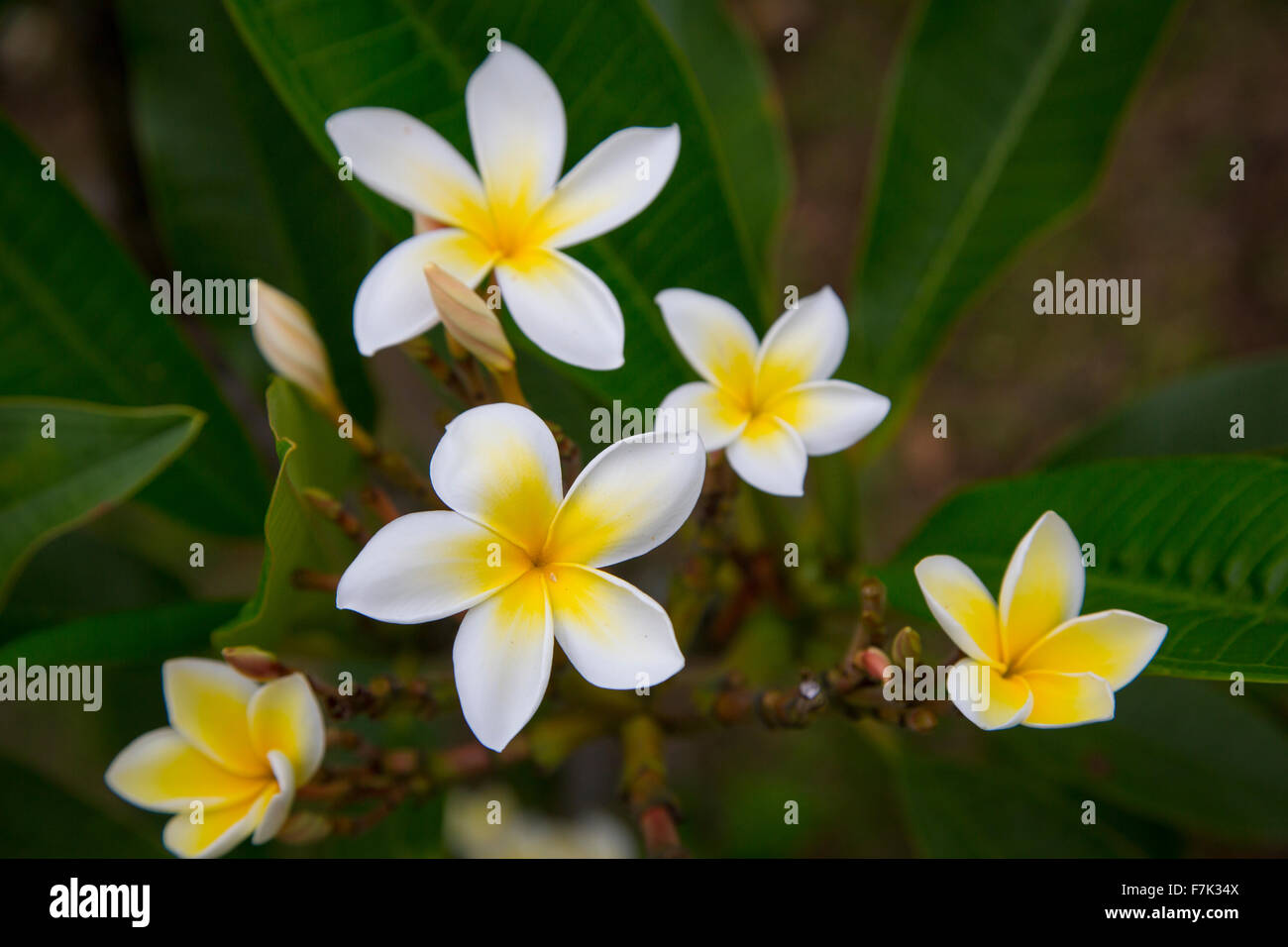 Plumeria, Frangipani, Flower, Hawaii Stock Photo