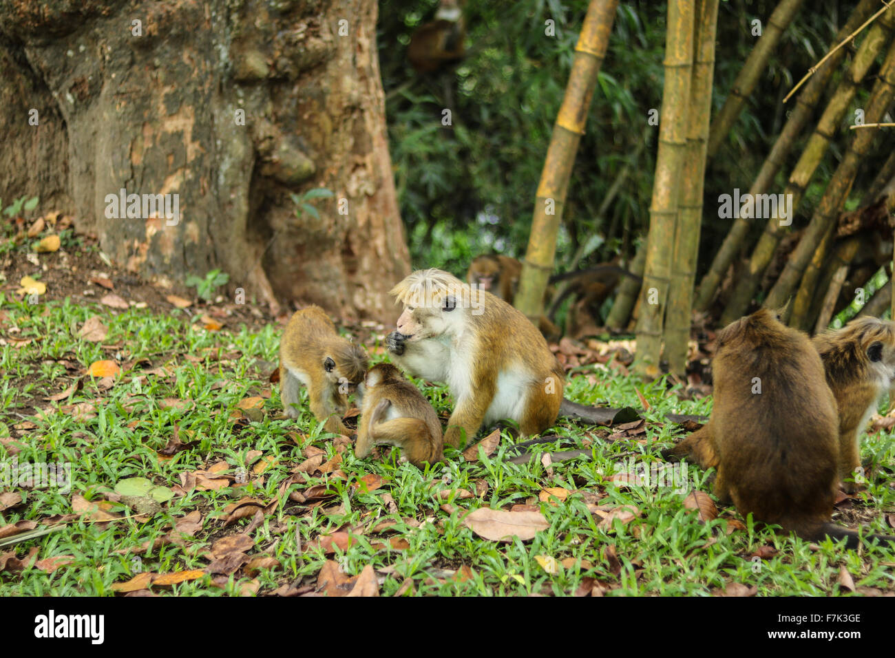 Monkeys, Sri Lanka Stock Photo Alamy