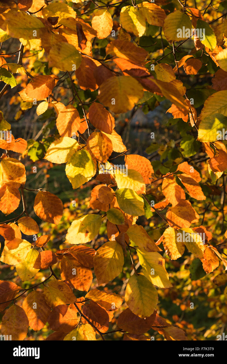 Minnowburn autumn  leaves Belfast Shaws Bridge Stock Photo