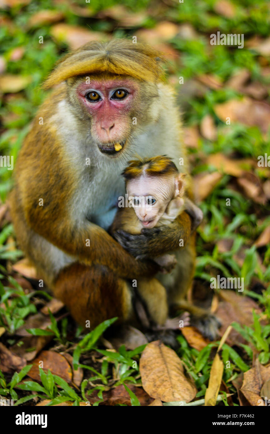 Monkeys, Sri Lanka Stock Photo Alamy