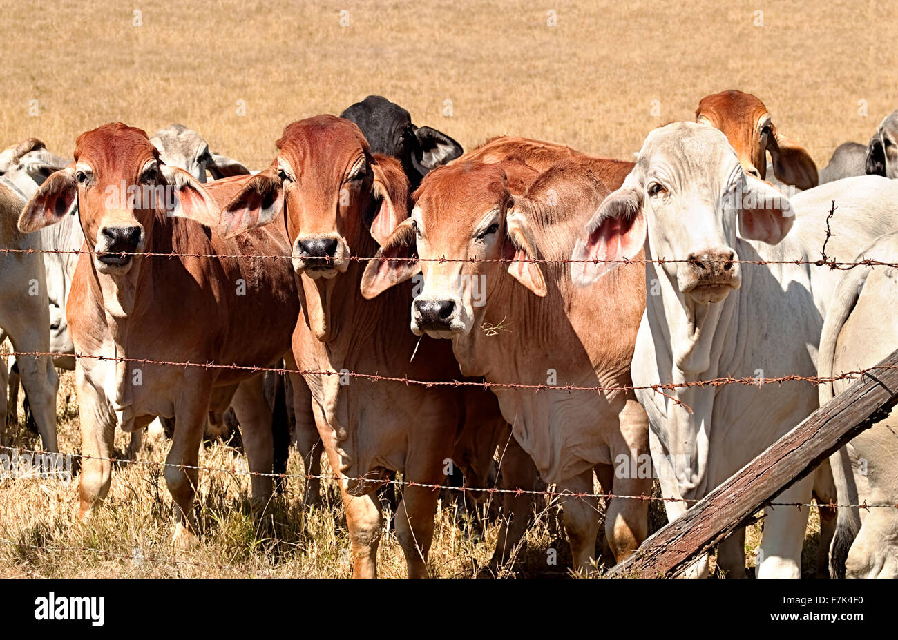 Line of cows lined up along an old barb wire fence on beef cattle ranch in rural Australia Stock Photo