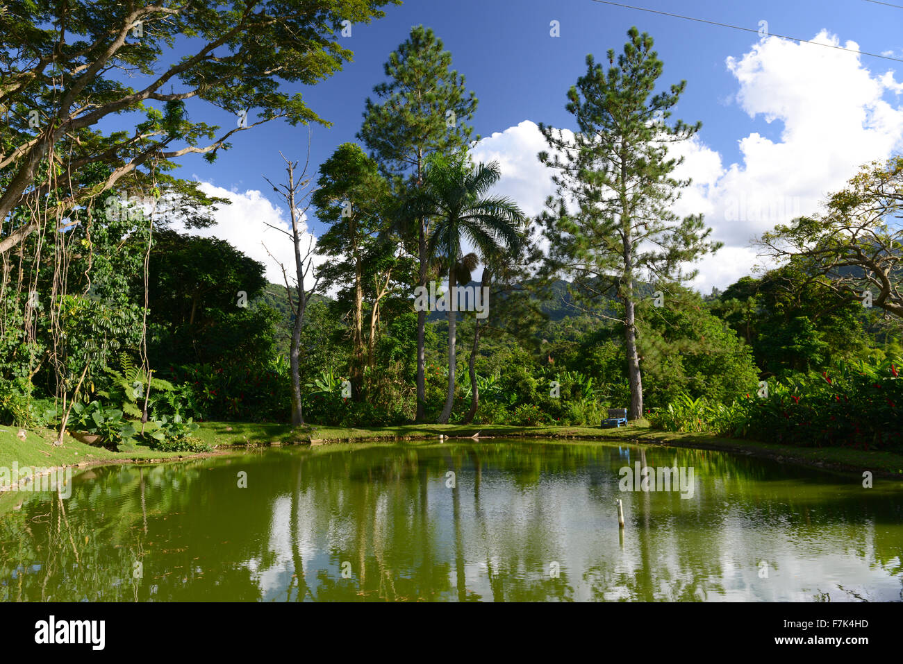 Beautiful scenery of pond and vegetation at Hacienda San Pedro (artisanal coffee producer). Jayuya, Puerto Rico. USA territory. Stock Photo