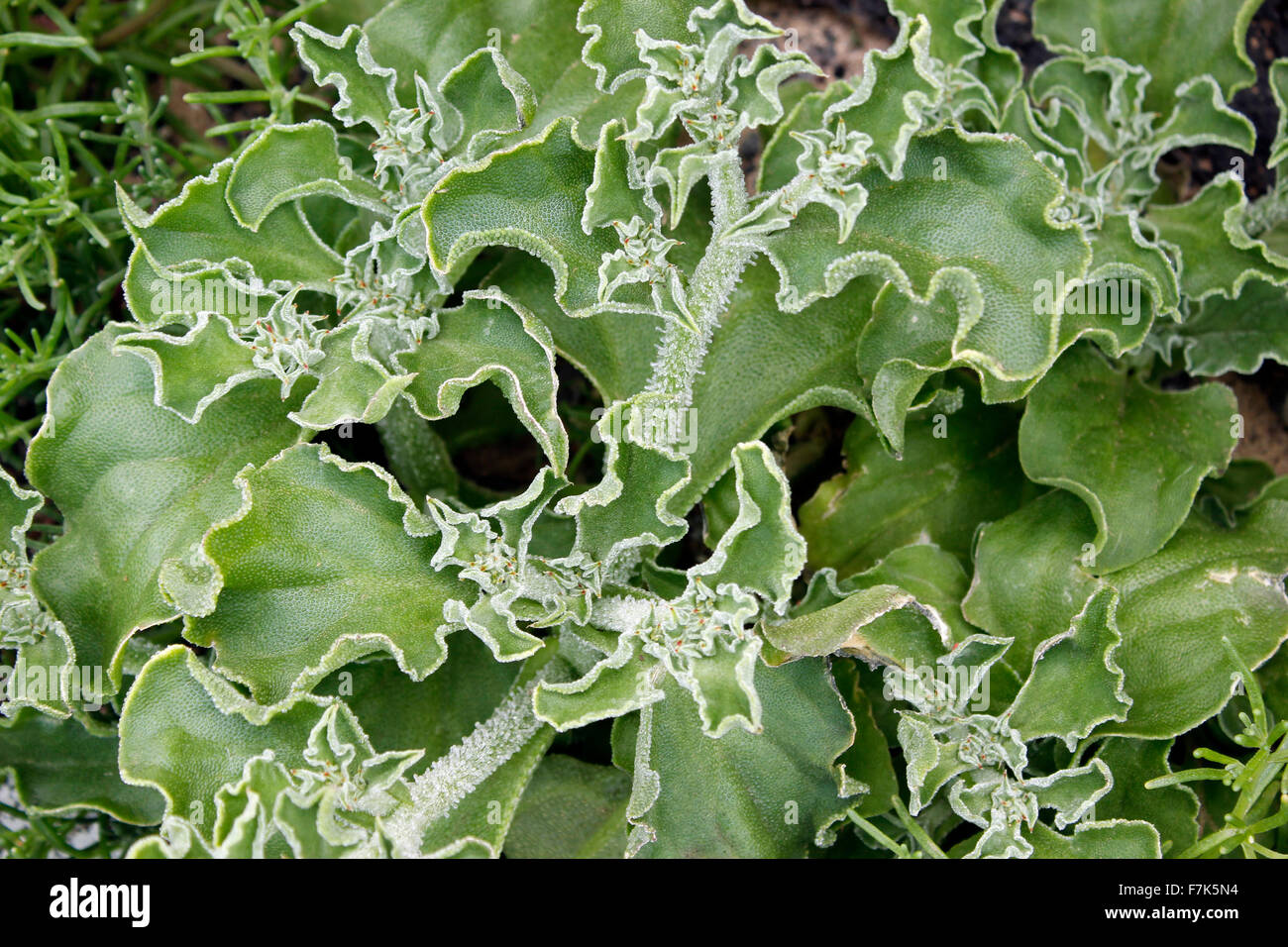 Aizoon canarience - Ice Plant (Mesembryanthemuon crystallinum) growing wild on the Canary Island of Fuerteventura, Spain Stock Photo