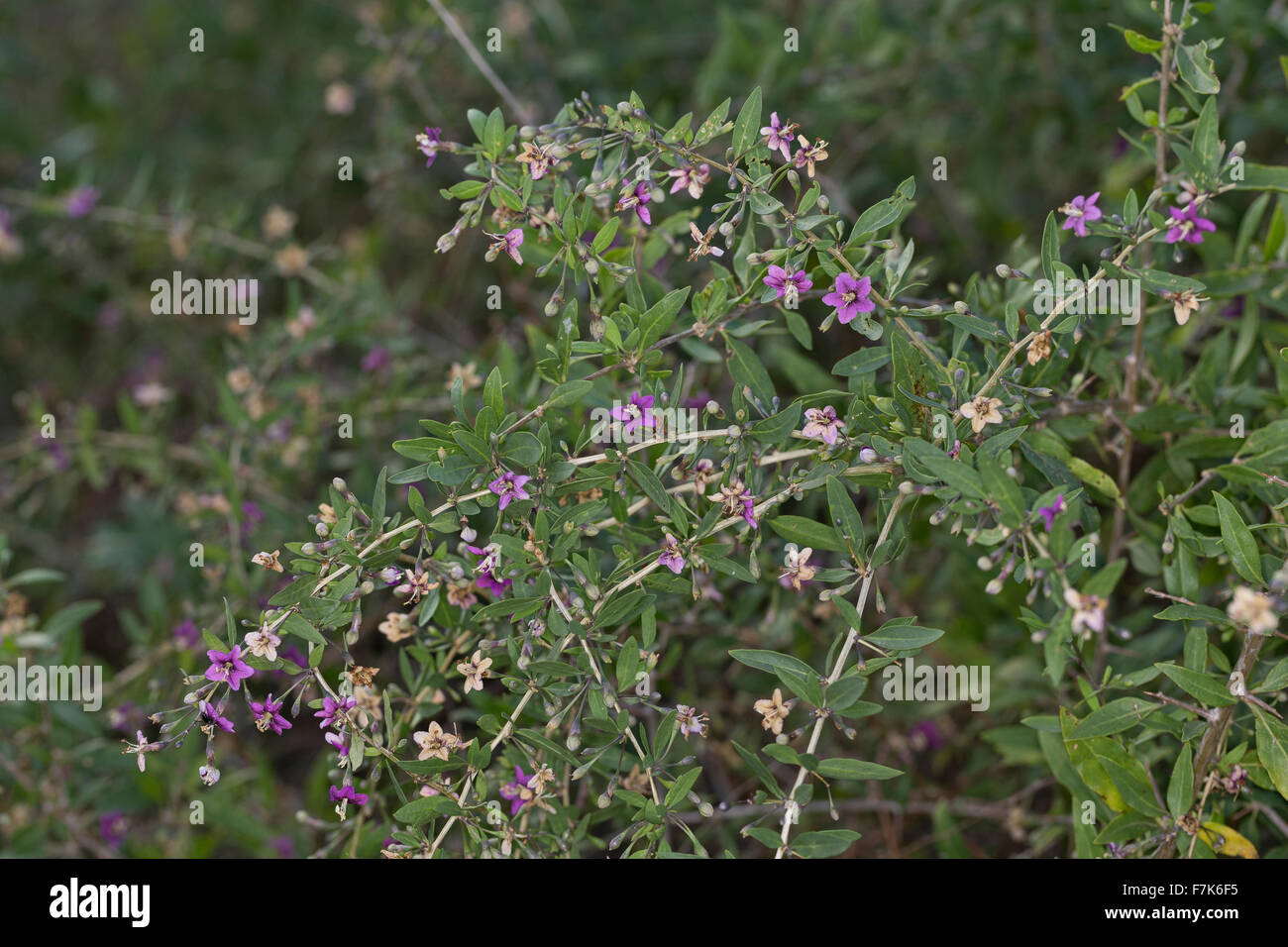 Boxthorn, box thorn, Chinese wolfberry, Himalayan goji, Bocksdorn, Goji-Beere, Gojibeere, Lycium barbarum, Lycium halimifolium Stock Photo