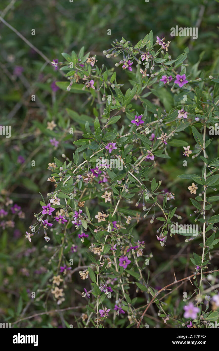 Boxthorn, box thorn, Chinese wolfberry, Himalayan goji, Bocksdorn, Goji-Beere, Gojibeere, Lycium barbarum, Lycium halimifolium Stock Photo