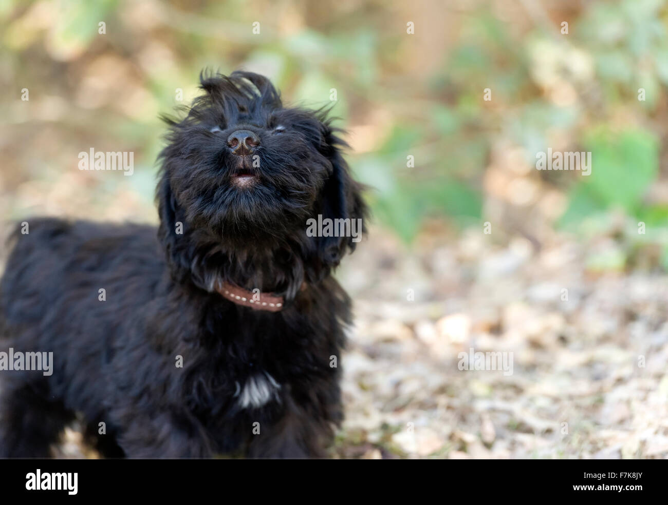 Howling dog is a cute fluffy puppy letting out a great big adorable howl outdoors. Stock Photo