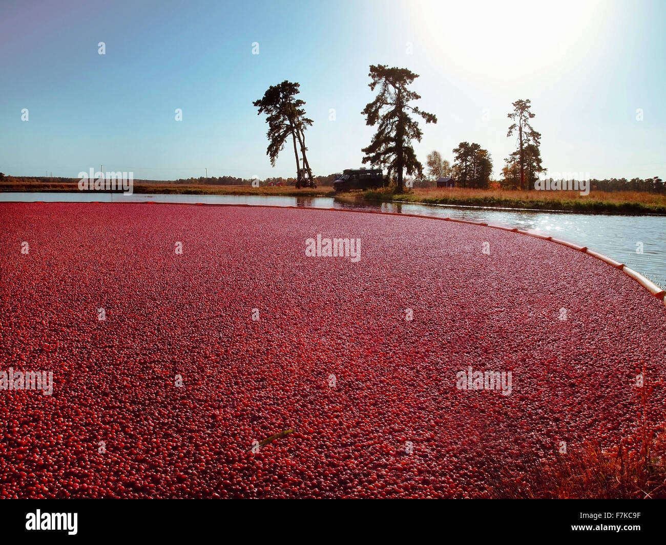 Cranberry bog hires stock photography and images Alamy