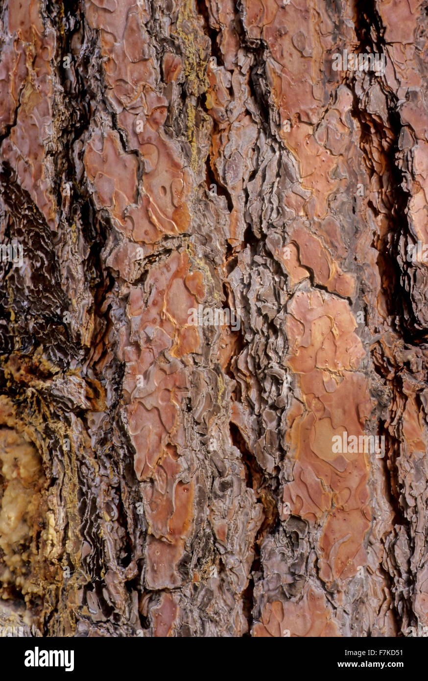Detail bark ponderosa pine tree hi-res stock photography and images - Alamy