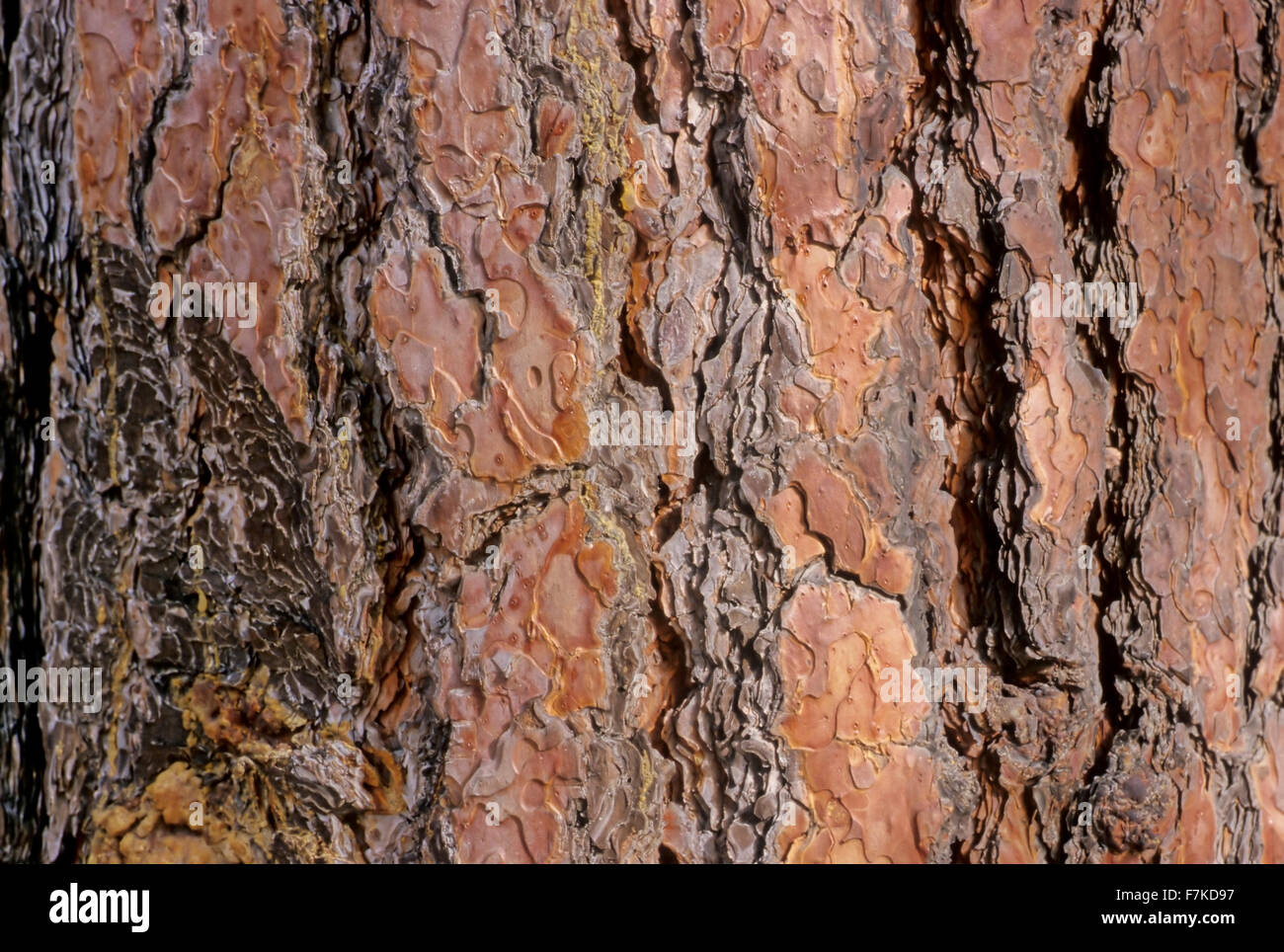 Ponderosa Pine (Pinus ponderosa) bark detail, Spences Bridge,BC Stock Photo
