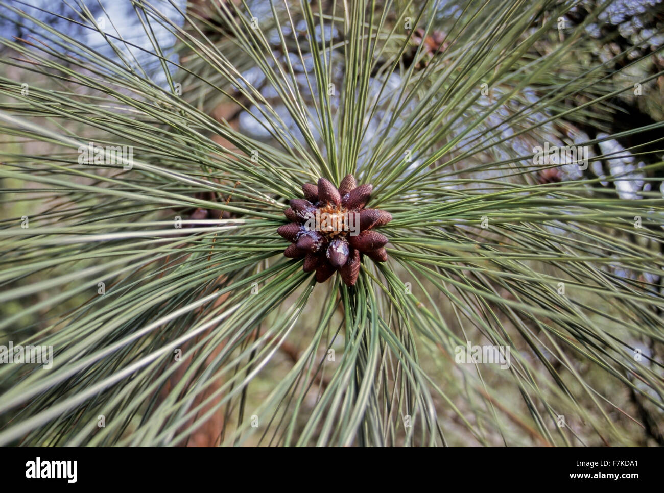Ponderosa Pine (Pinus ponderosa) needles and seeds, Spences Bridge,BC Stock Photo