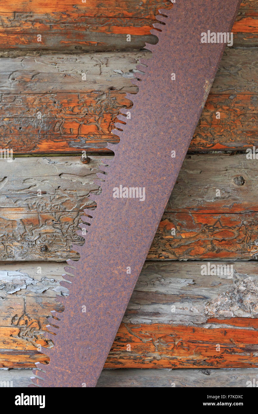 Old log saw on wall of cabin, Barkerville National Historic site, Barkerville Stock Photo