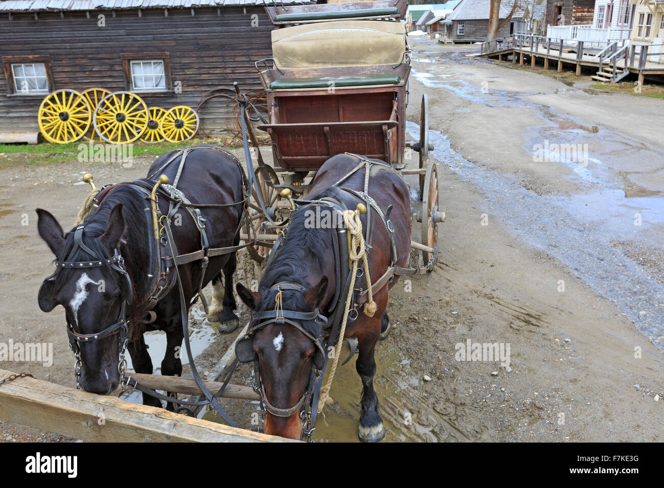 Stagecoach horses resting on Main Street, Barkerville, British Columbia Stock Photo