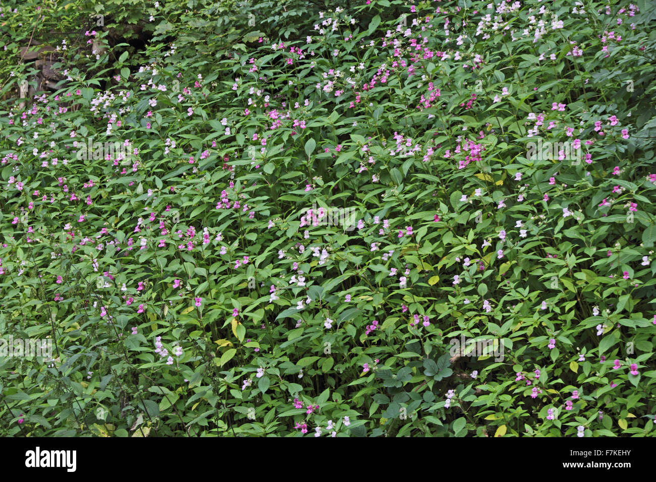 Himalayan Balsam, Impatiens Glandulifera, growing wild on banks of Rochdale Canal, Hebden Bridge Stock Photo