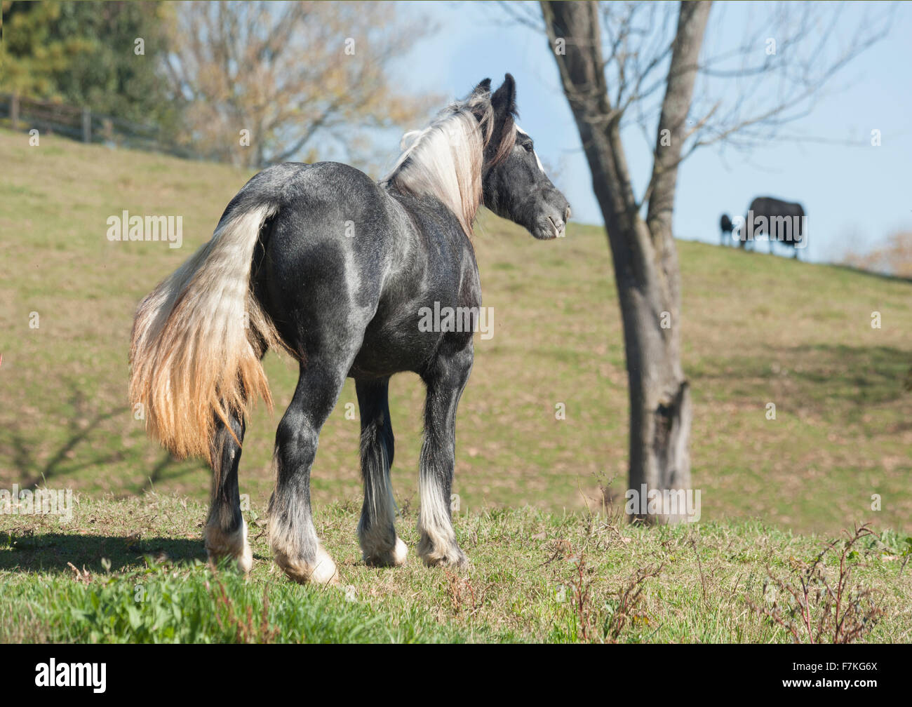 Gypsy Vanner Horse yearling filly with cattle in background Stock Photo
