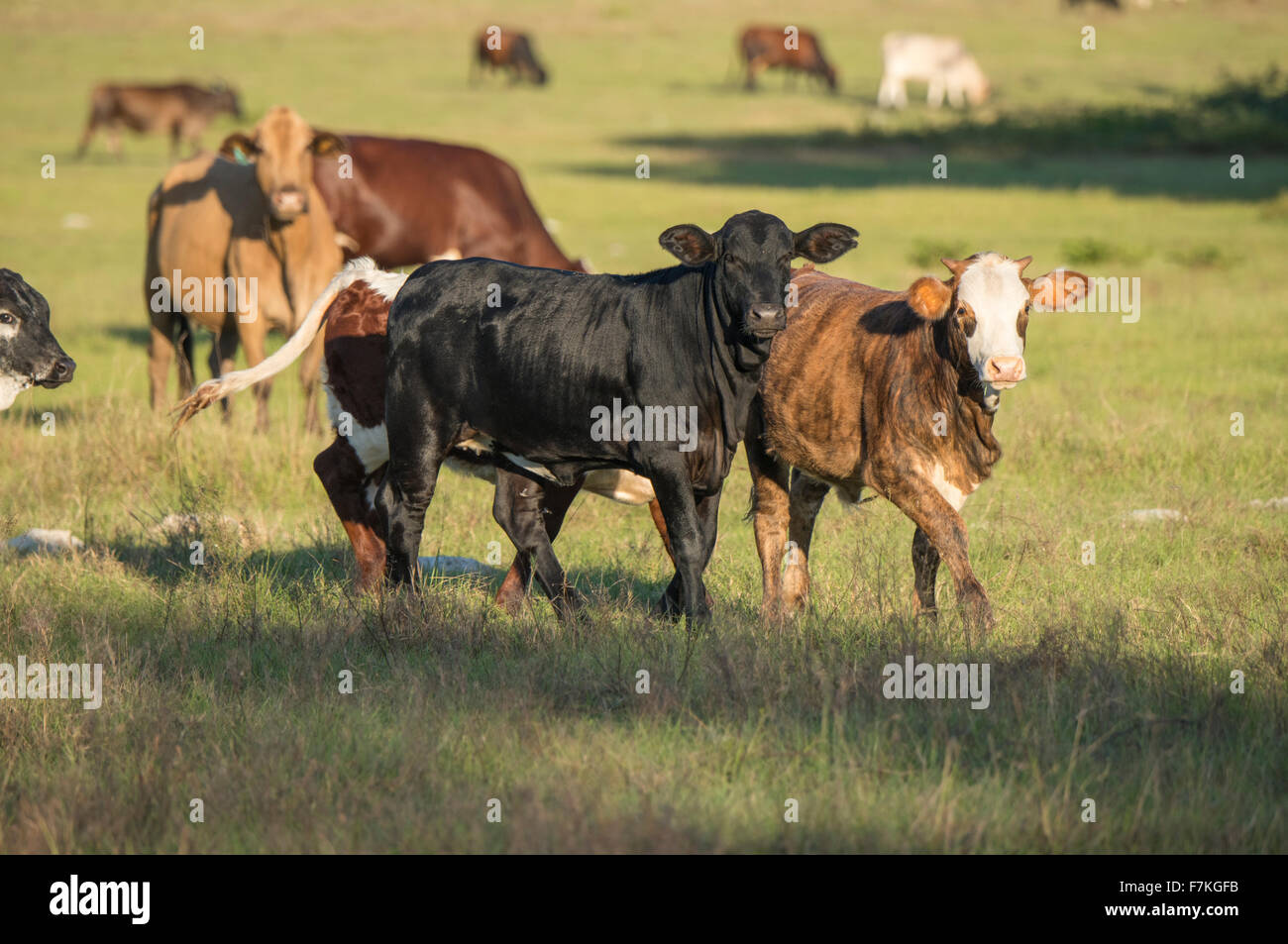Cows in pasture Stock Photo
