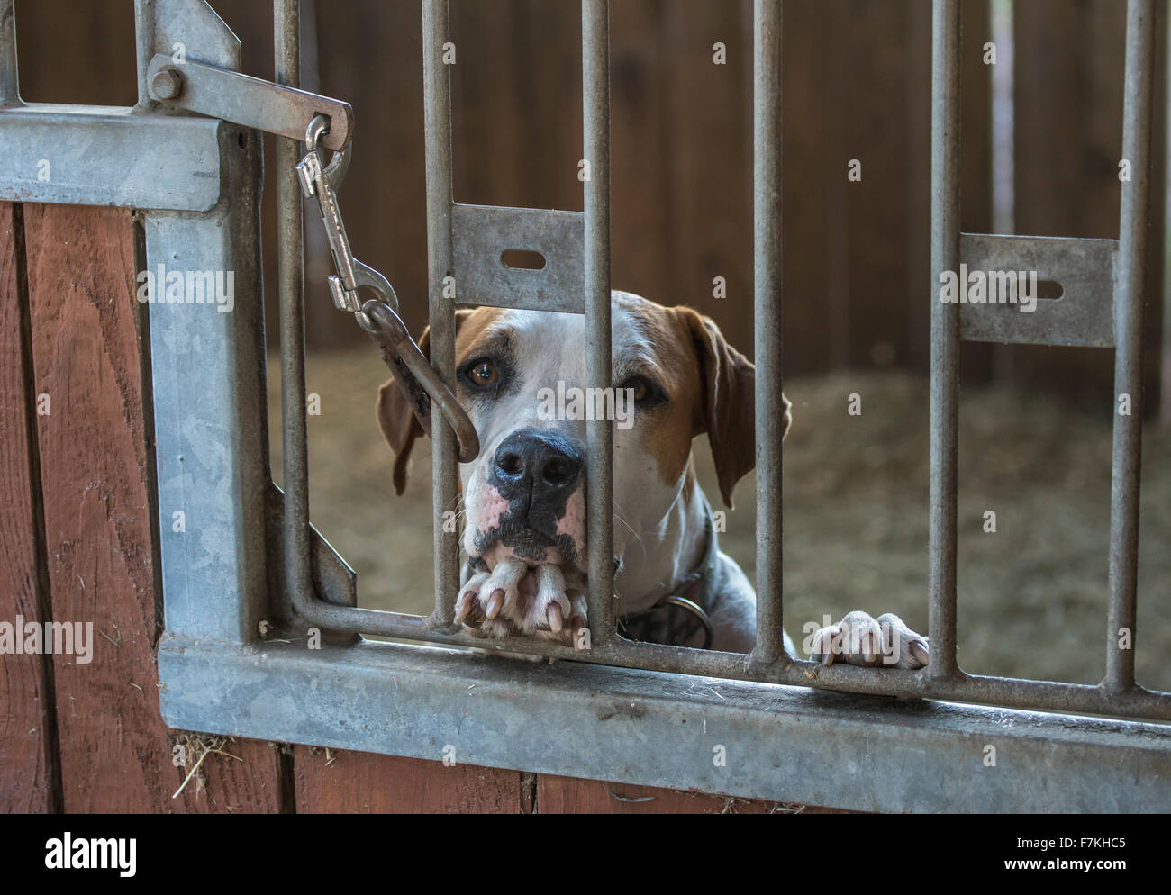 Caged dog standing up looking out stall door Stock Photo
