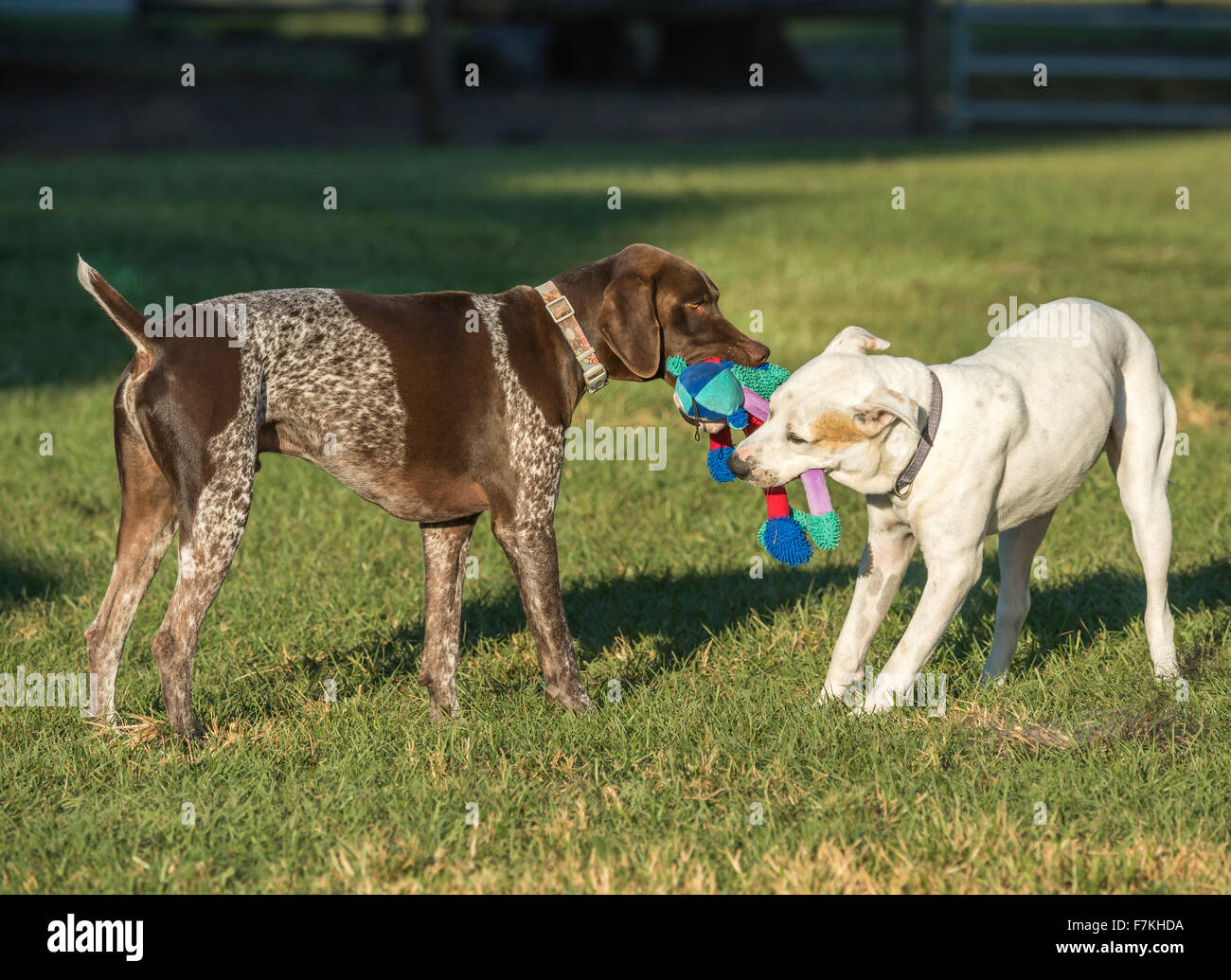 Two dogs tug with toy in grass yard Stock Photo