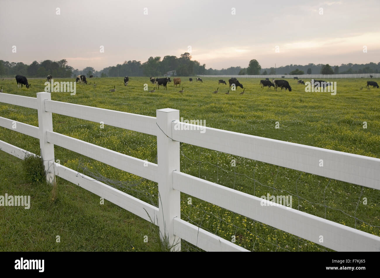 White picket fence and grazing cattle in green grass outside of