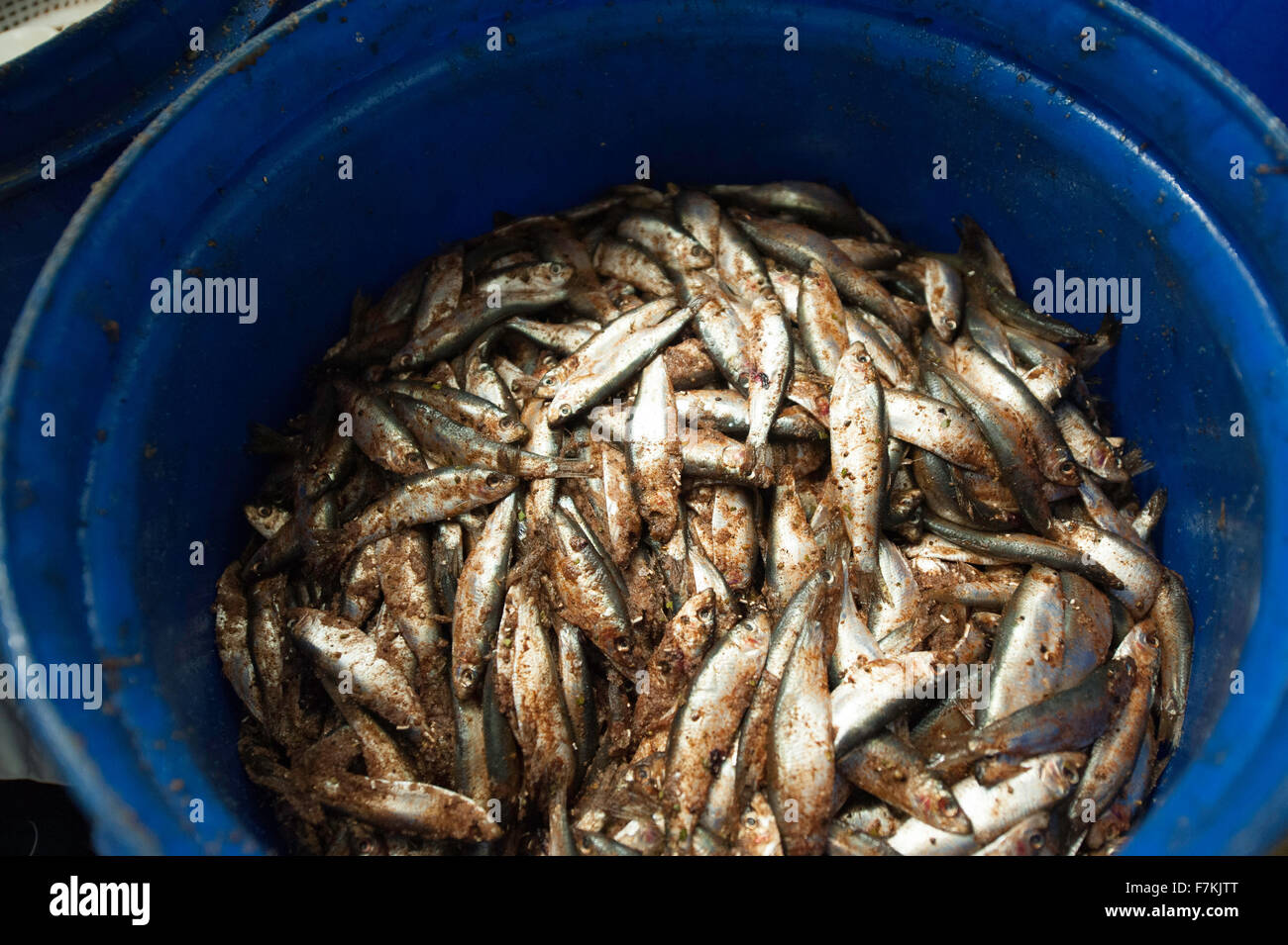 Sardines in a tub Stock Photo