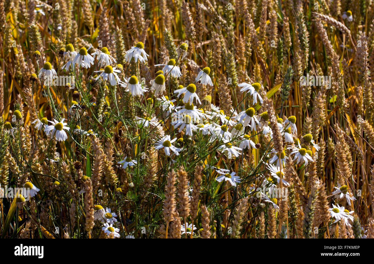 Wild flowers growing next to grain Stock Photo