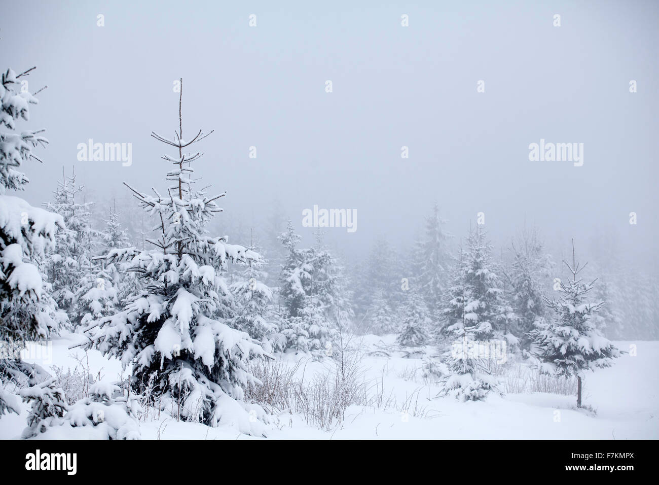 Snow covered pine trees in the mountains Stock Photo - Alamy