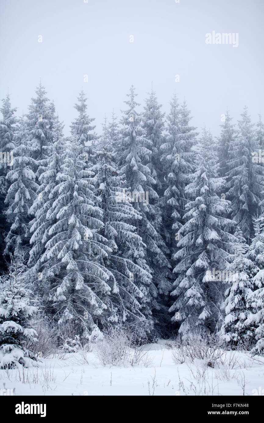 Snow covered pine forest in the mountains Stock Photo - Alamy