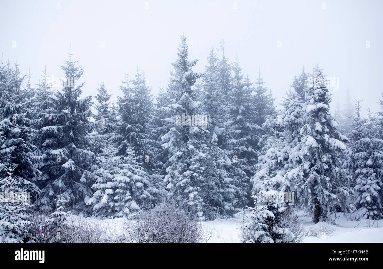 Snow covered pine forest in the mountains Stock Photo - Alamy