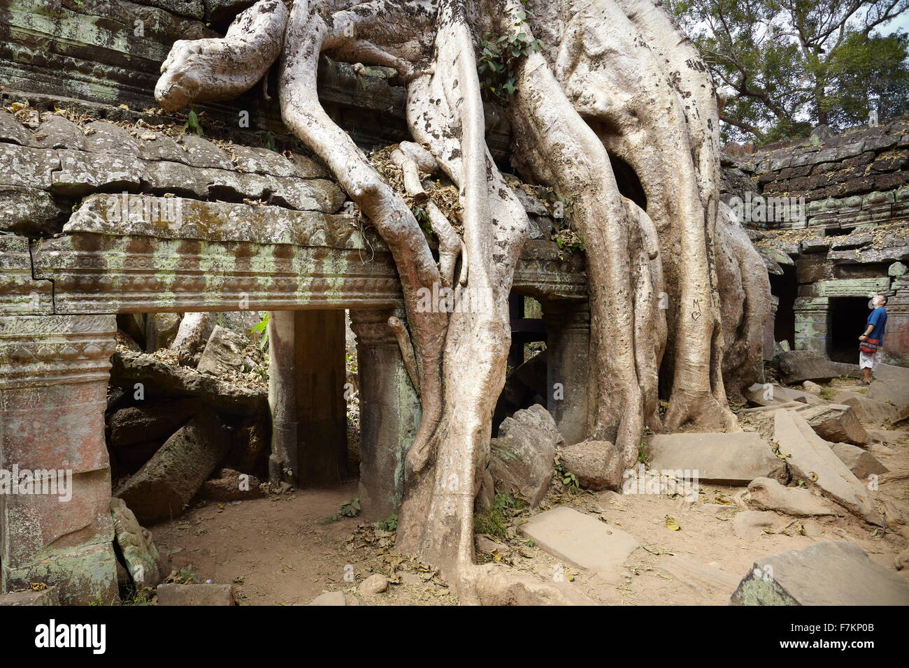 Roots of a giant tree overgrowing ruins of Ta Prohm Temple, Angkor ...