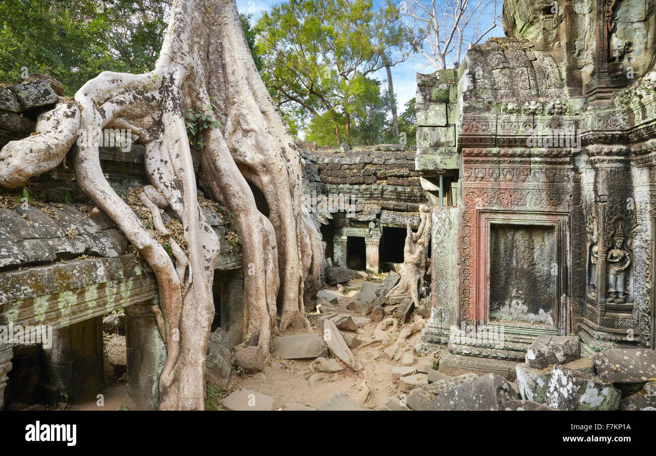 Roots of a giant tree overgrowing ruins of Ta Prohm Temple, Angkor ...