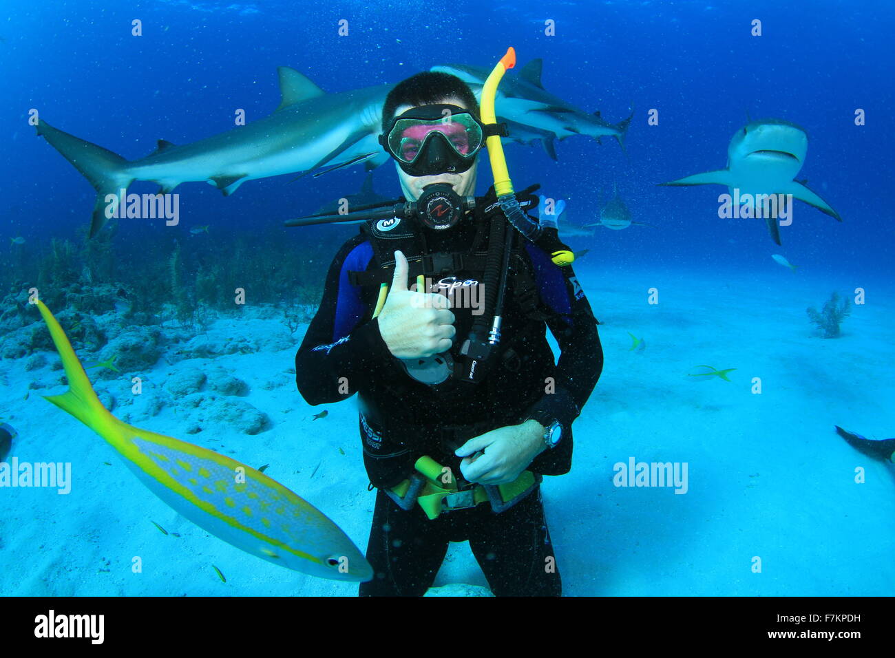 Scuba Diver with Sharks and fish Stock Photo
