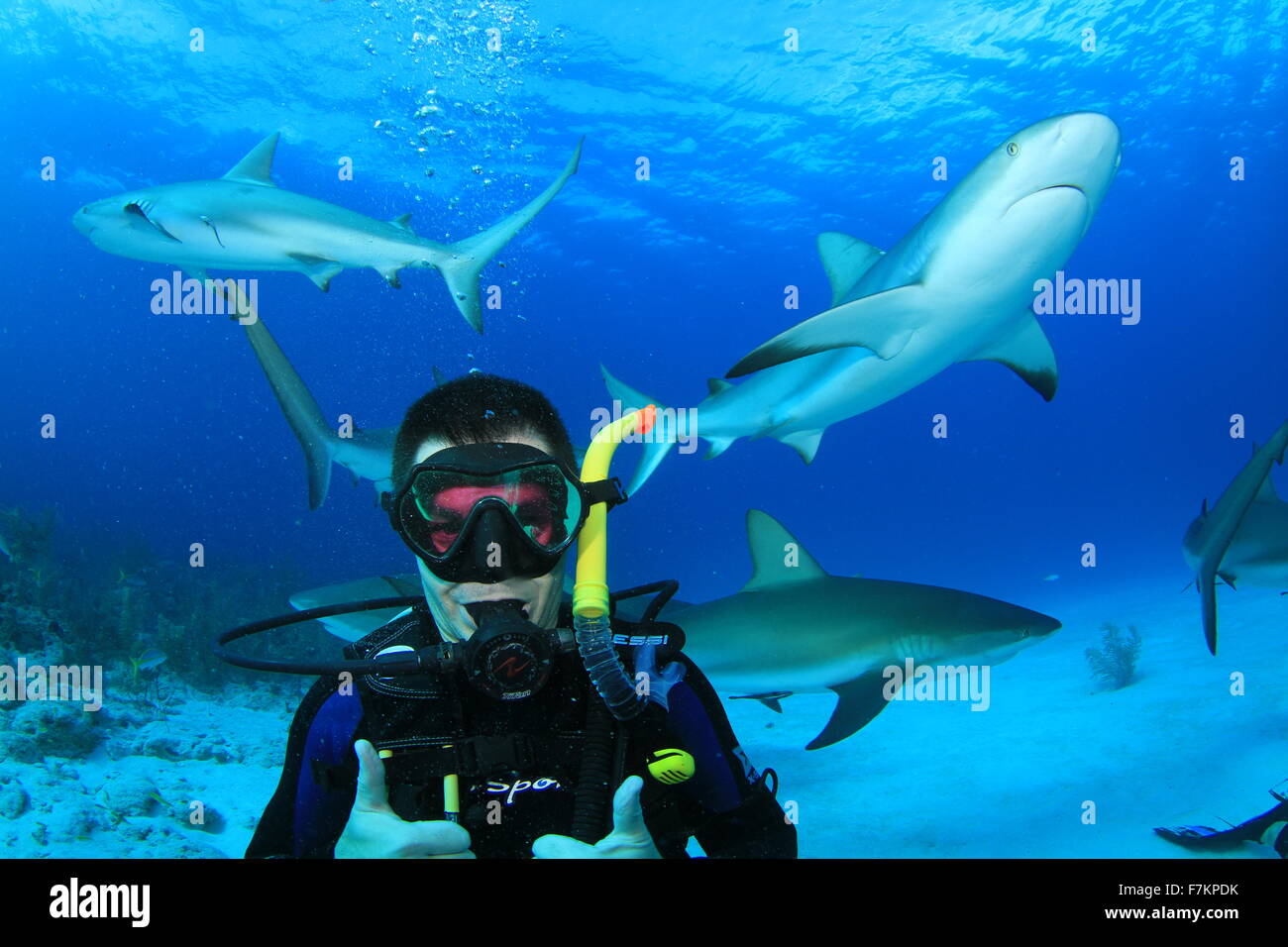 Scuba Diver with Sharks Stock Photo