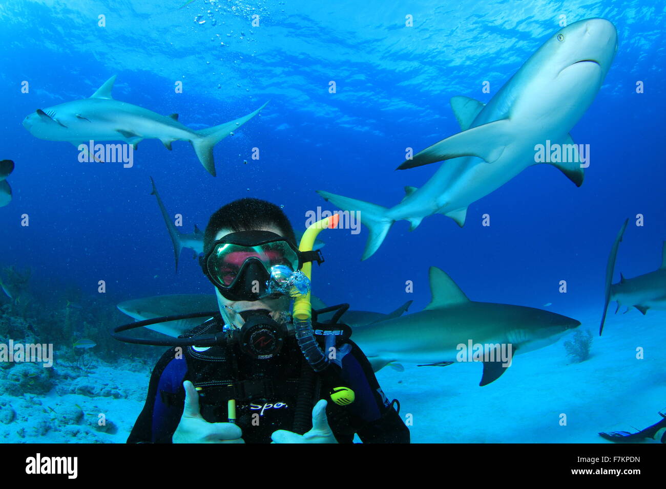 Scuba Diver with Sharks Stock Photo