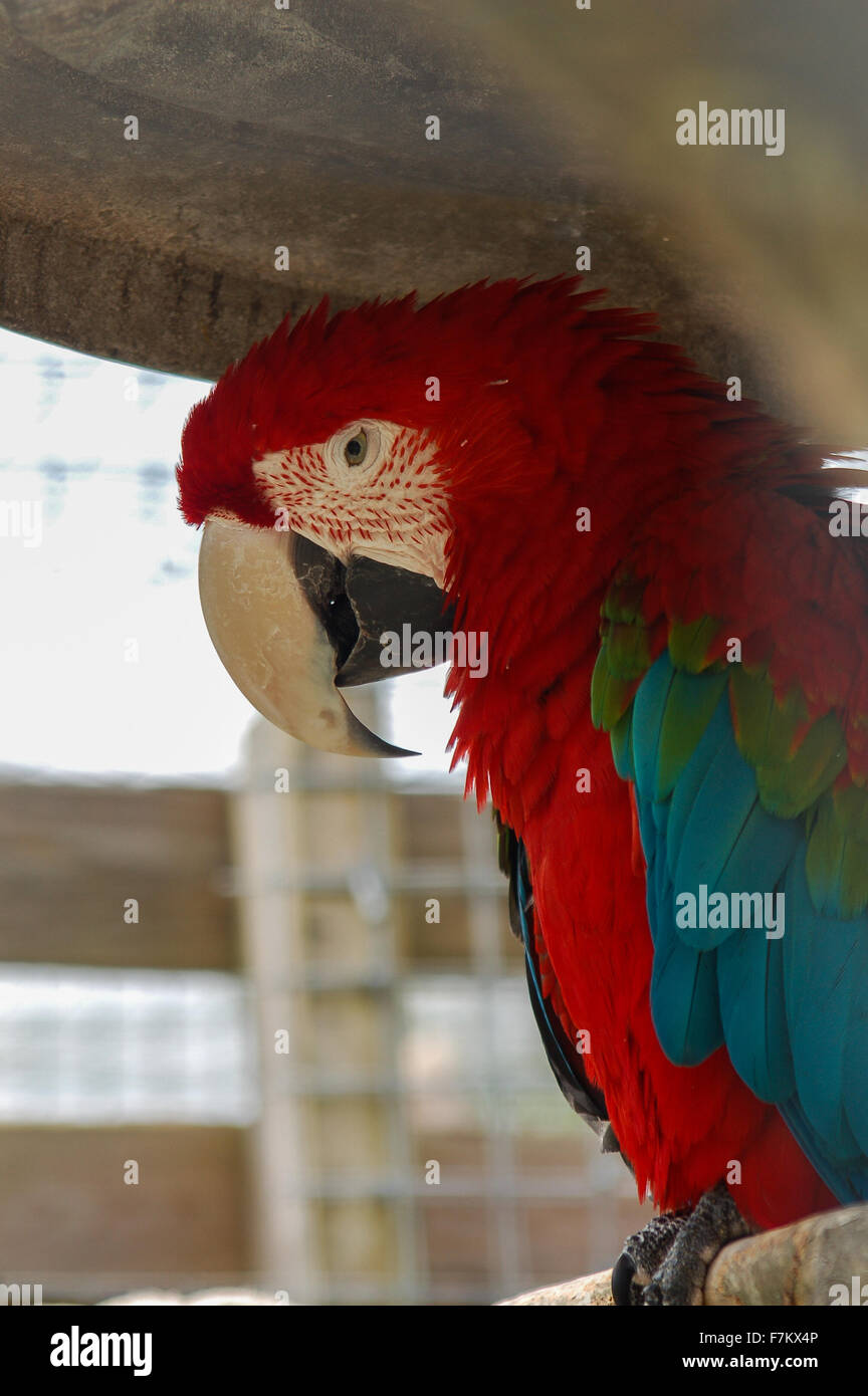 A green winged macaw (Ara chloropterus) sitting in an aviary. This bird is native to South America. Stock Photo