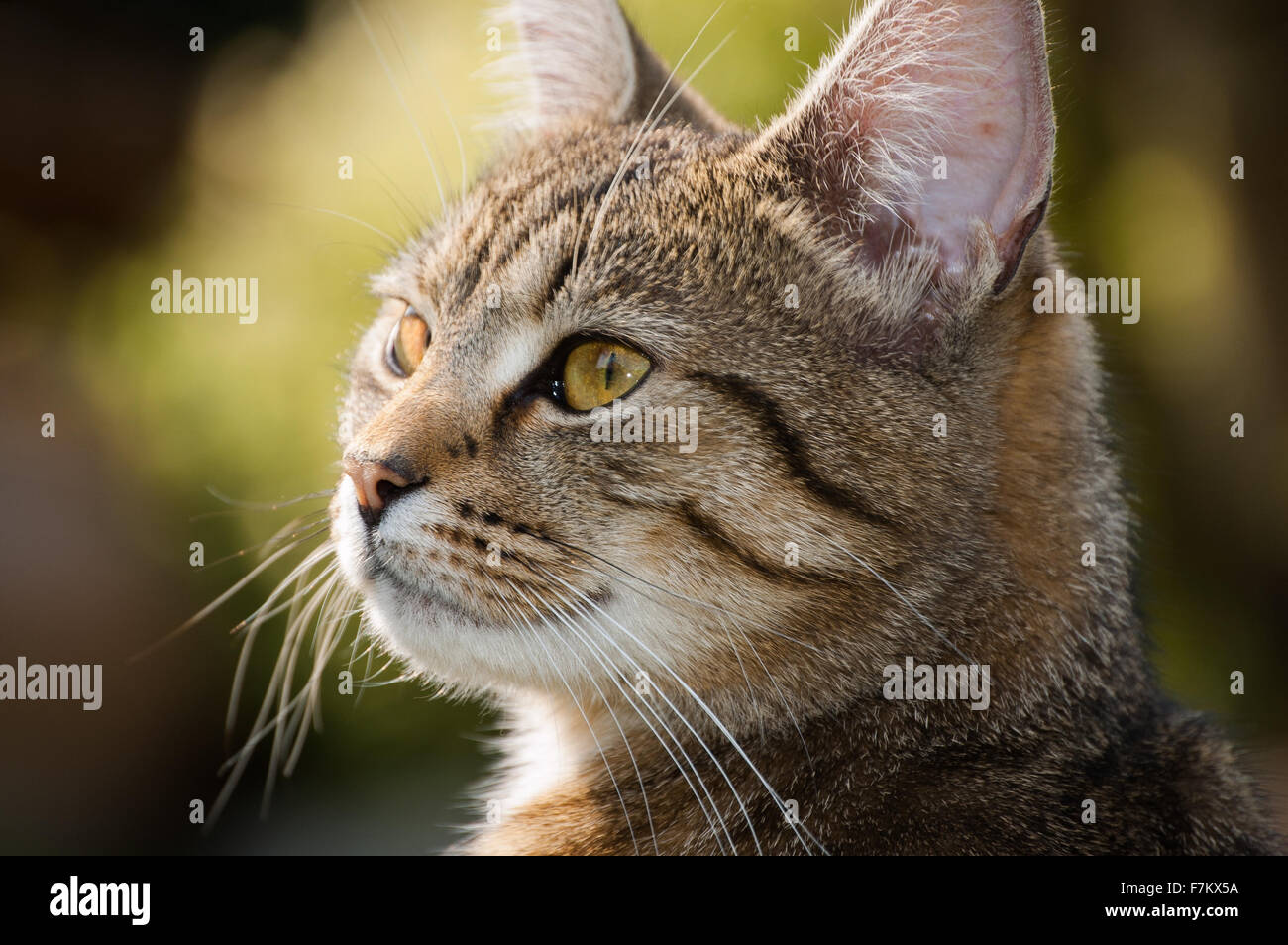 A portrait of a tabby cat outside in the sun Stock Photo - Alamy