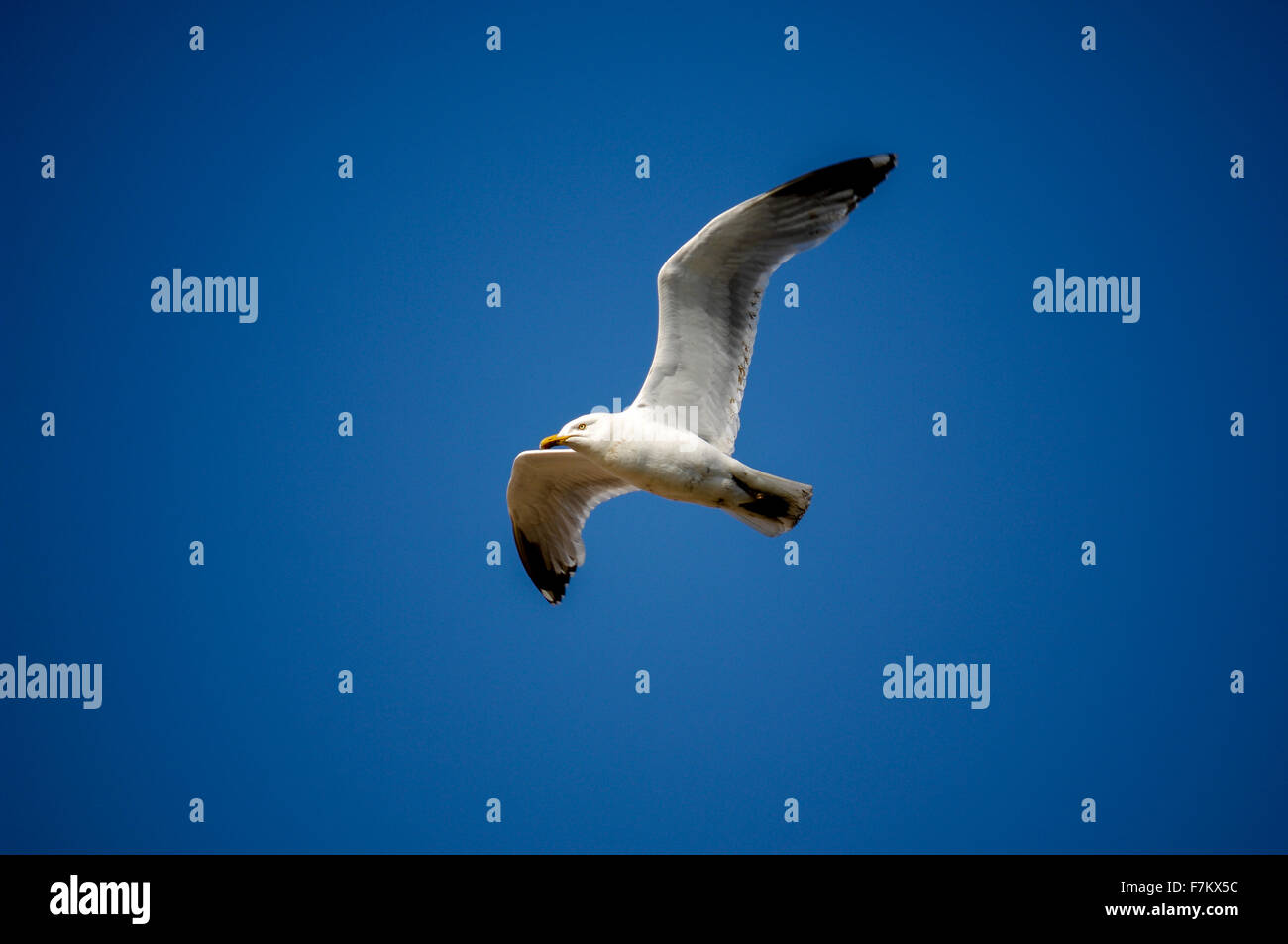 A seagull flying against a cloudless blue sky Stock Photo - Alamy