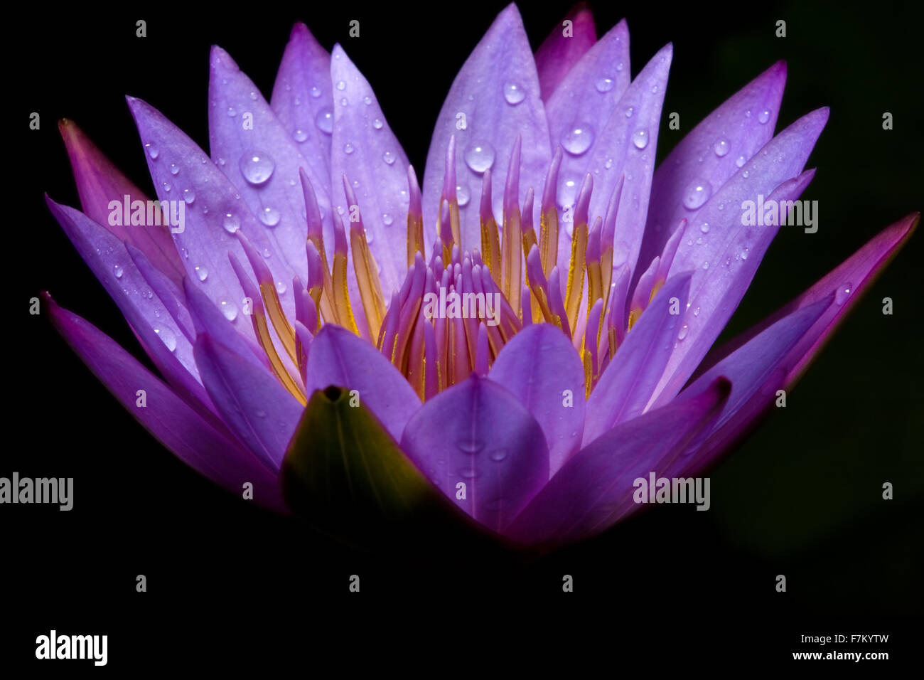 Water lily against dark background Stock Photo