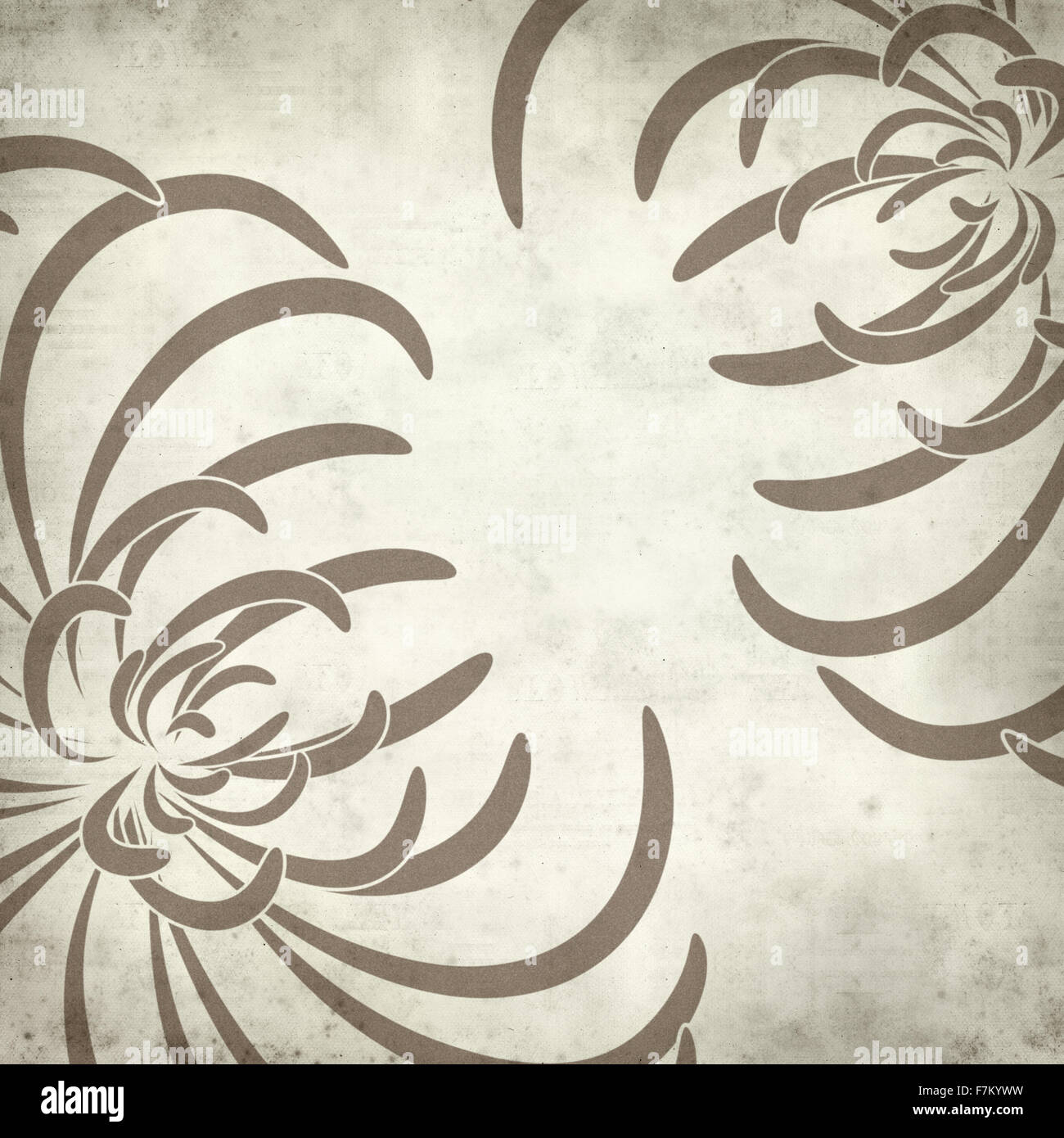 textured old paper background with spider chrysanthemum illustration