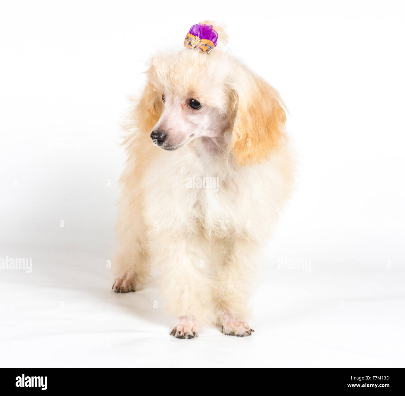 Apricot poodle puppy Clearance