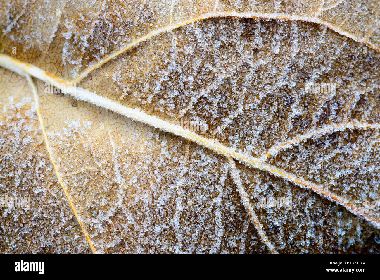frost on foliage Stock Photo