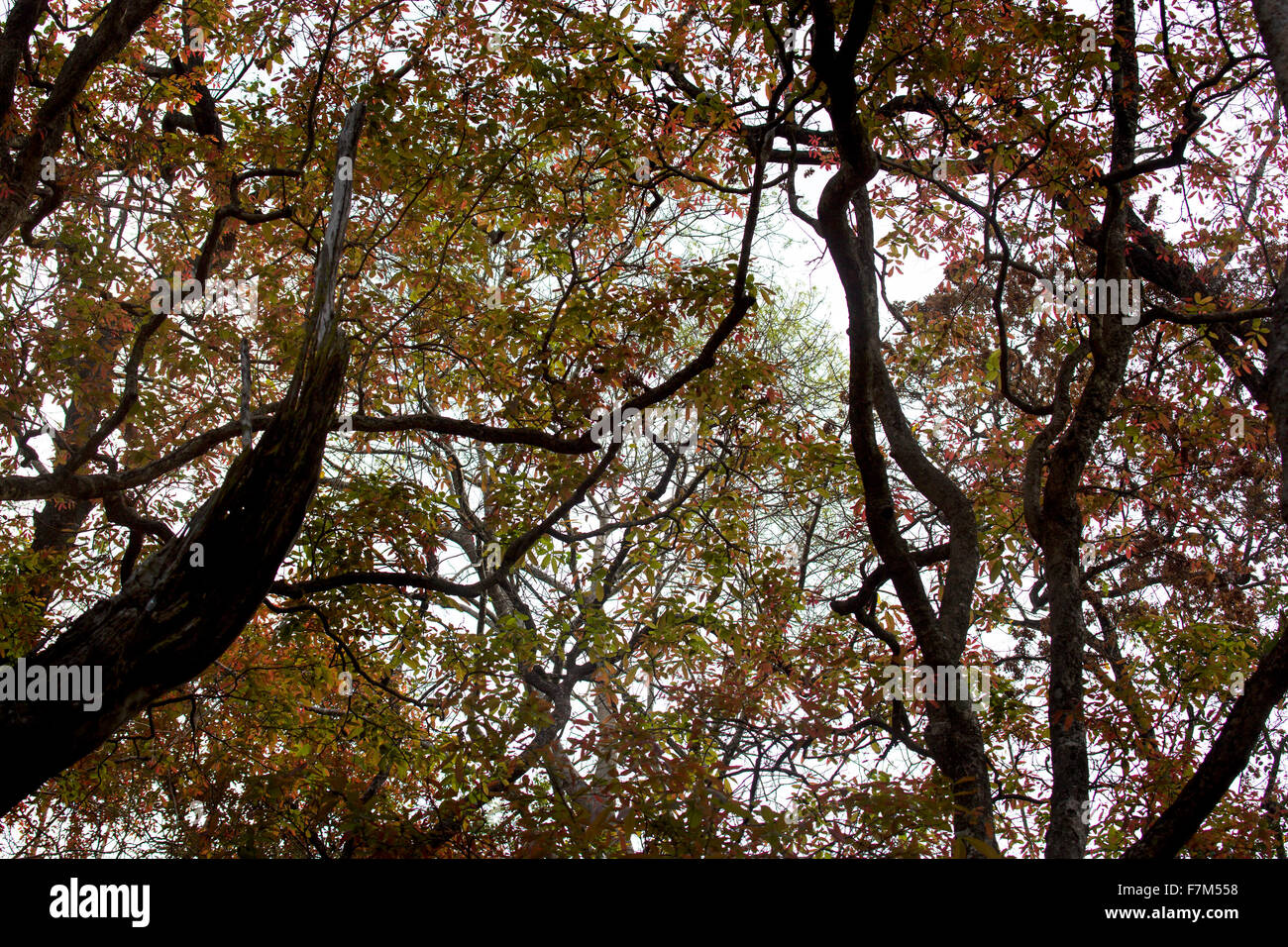 Huge trees looking into canopy hi-res stock photography and images - Alamy