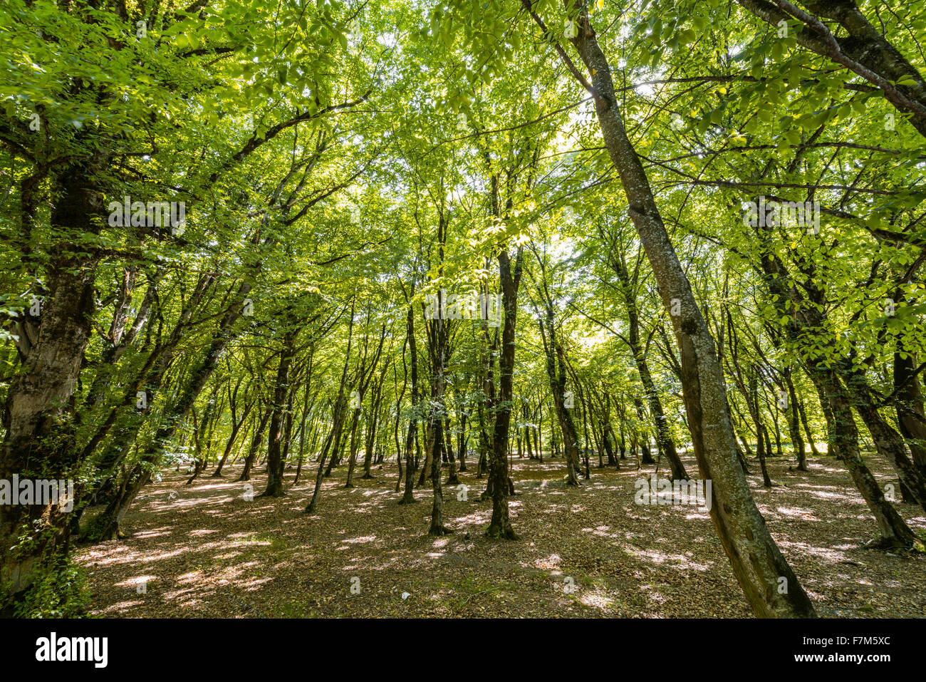 Forest on the bright summer day Stock Photo - Alamy