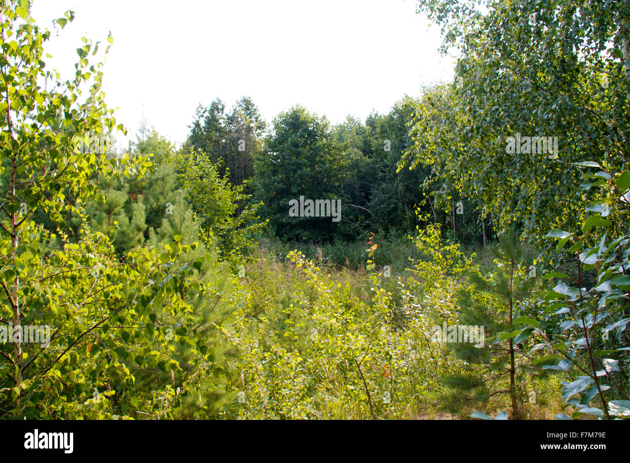 Russia aging boreal branch hi-res stock photography and images - Alamy