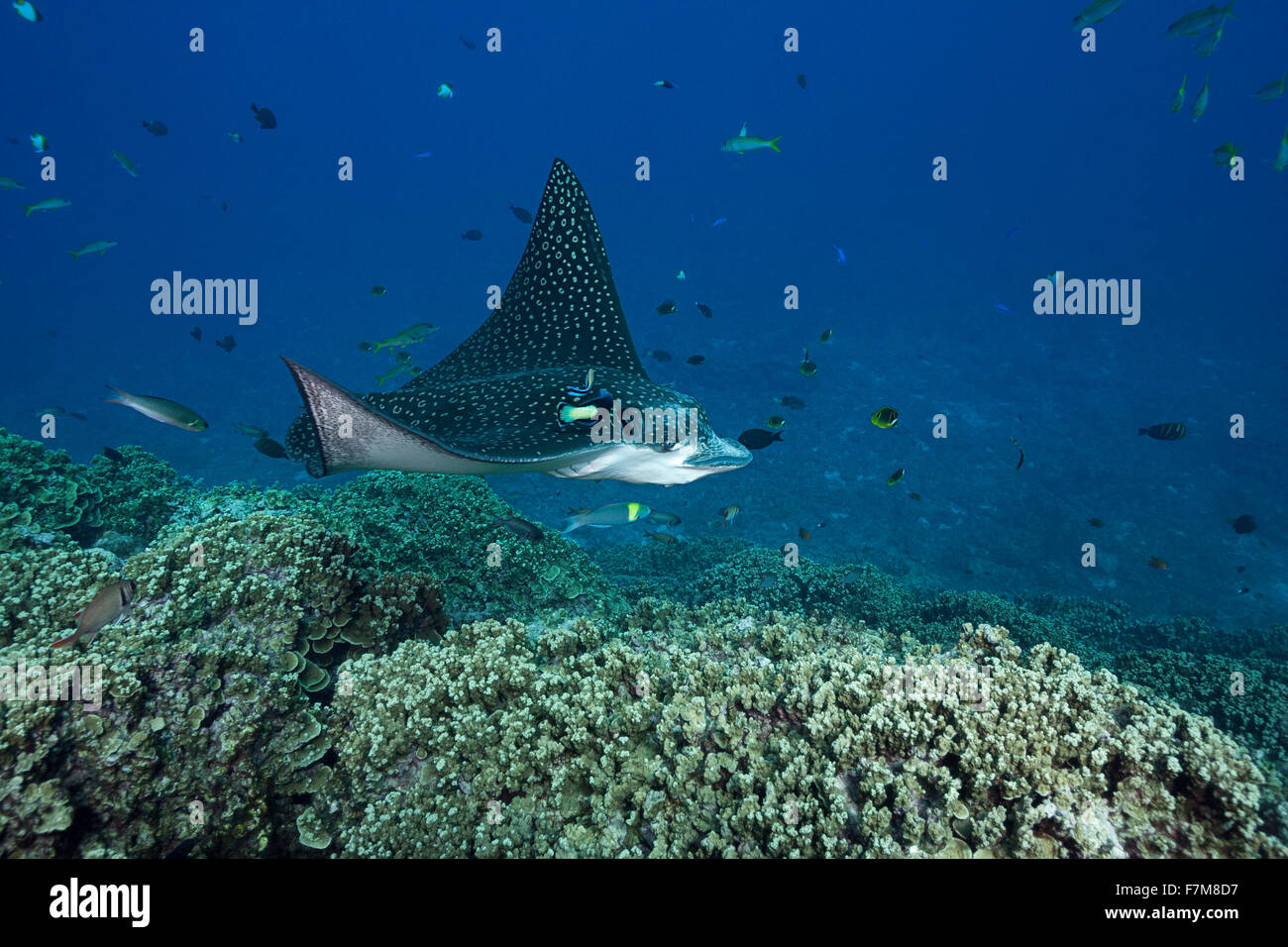 spotted eagle ray, Aetobatus narinari, being cleaned by cleaner fish, Saipan, Commonwealth of Northern Mariana Islands Stock Photo